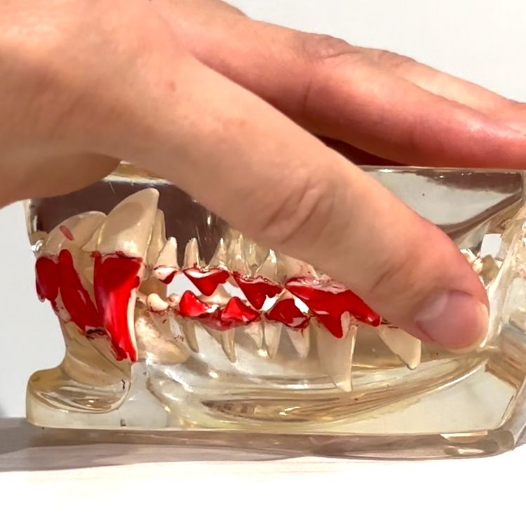 ドクターデンタルワン｜サンテミナ